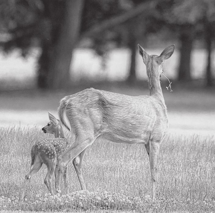 Oh deer?! Another record high temperature set