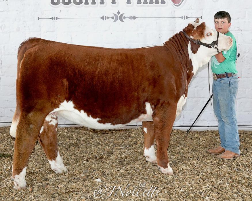 Supreme Breeding Beef shown by Haxton Hoffman.