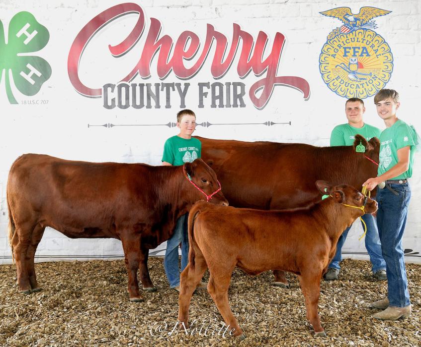 Wesley Willert (far back) was a Champion across the board in the Sandhills Production breeding project – Champion Calf, Heifer, and Cow/Calf Pair.