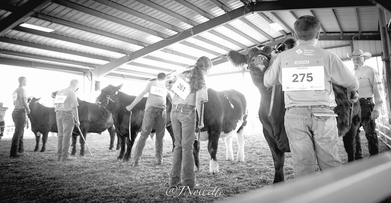 Judge, Steve Snell, looking over the market beef class.