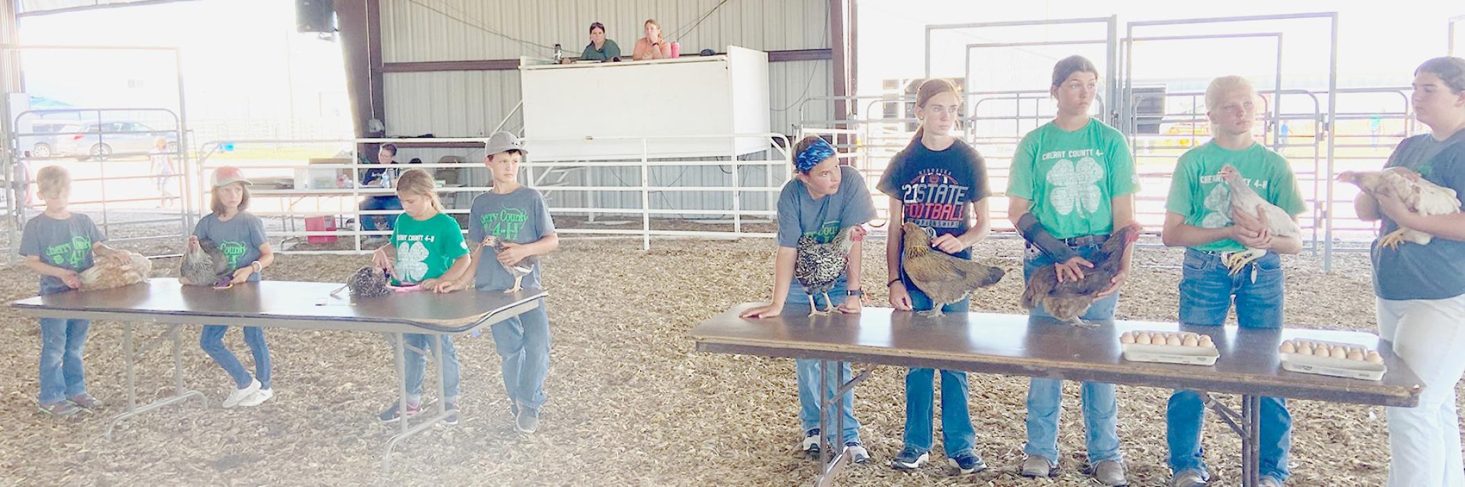 Poultry competitors are pictured from L to R: Clover Kid helper Cormac Coleman, Charlotte Coleman, Leadie Robinson, Carson Walkling, Addie Sexson, helper Ayden Naslund, Rylie Sexson, Christen Larson, helper Jenalee Garwood who was also an egg exhibitor.