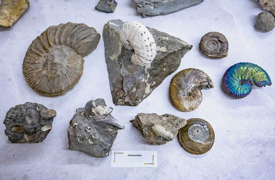 Pictured above are fossilized ammonites. Some still have their bright and colorful nacre. Others have been polished by the sand and waters over their ancient shell. They lived in the Jurassic and Cretaceous periods, and date back 140 million years ago. 