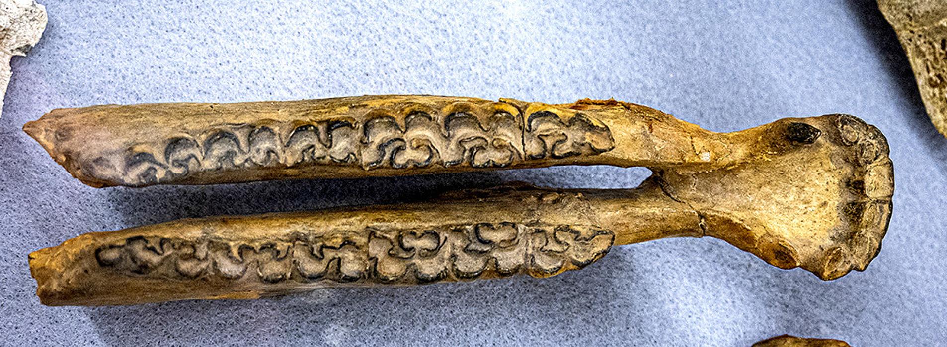 My, what interesting teeth you have! This intact jaw bone is from a small camel. Photos by Laura Vroman 