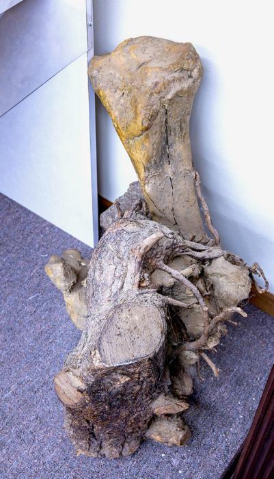 A prized find by Don! This large bone was discovered with fossilized wood encasing it! 