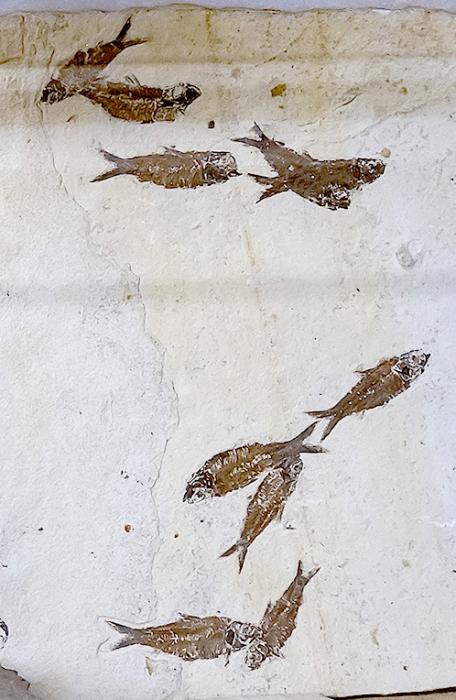 Leaf prints and fossil fish were found south of Kilgore in the Niobrara River Valley. They were formed on the bottom of a small lake when they sank to the bottom and were covered with silt.