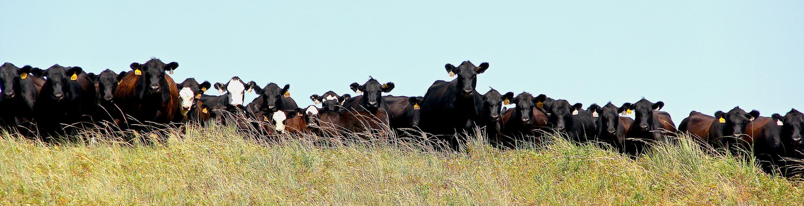 Nebraska is number one in beef and veal exports in 2023! Way to feed a nation ag producers! One farmer could feed nearly 76 people in the early 70s. Today, one farmer can feed more than 165 people! #AgDay24 Photo by Laura Vroman