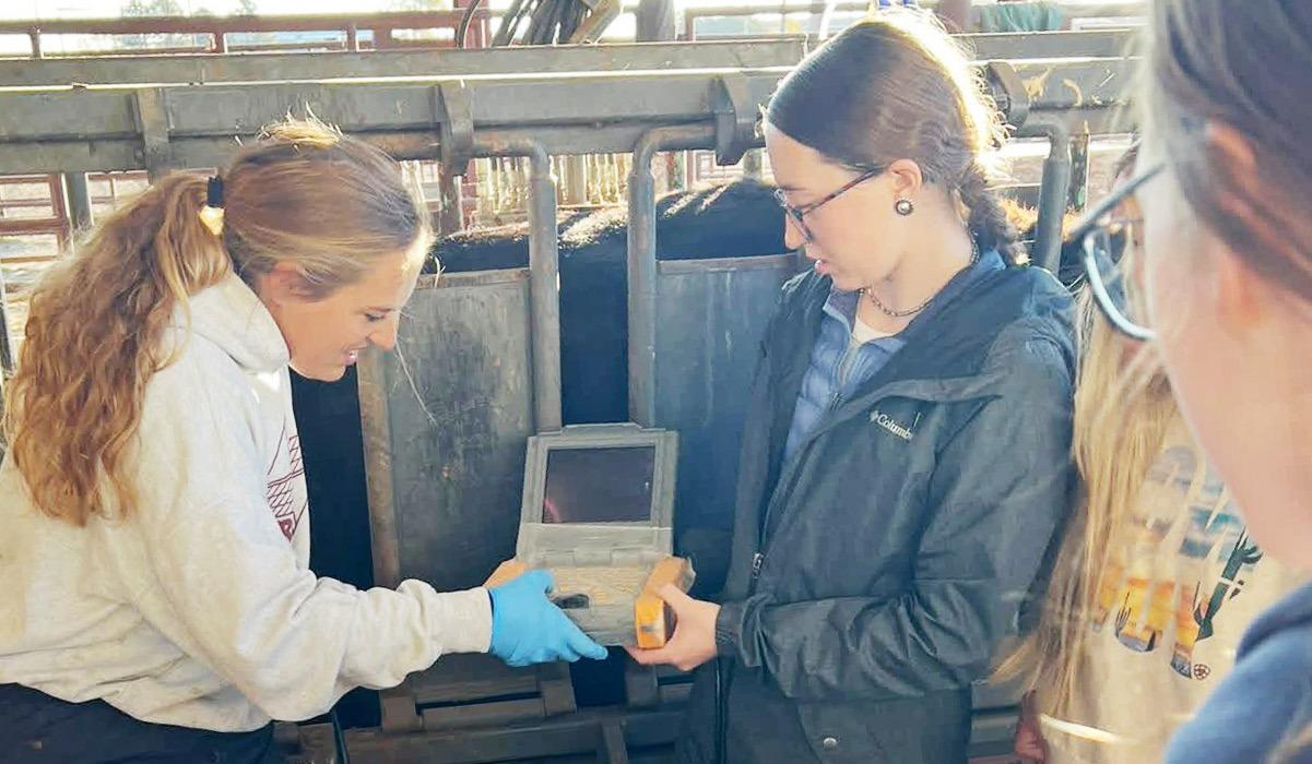 Tiffany of Mill Iron Vet Services is showing students an ultrasound of an inutero calf to determine weight and growth.