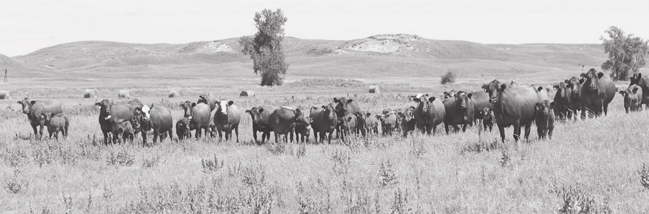 Look who will be ready to greet you when you attend the Gudmundsen Sandhills Laboratory Open House! Kind of mooooo-ving to having so many greeters!