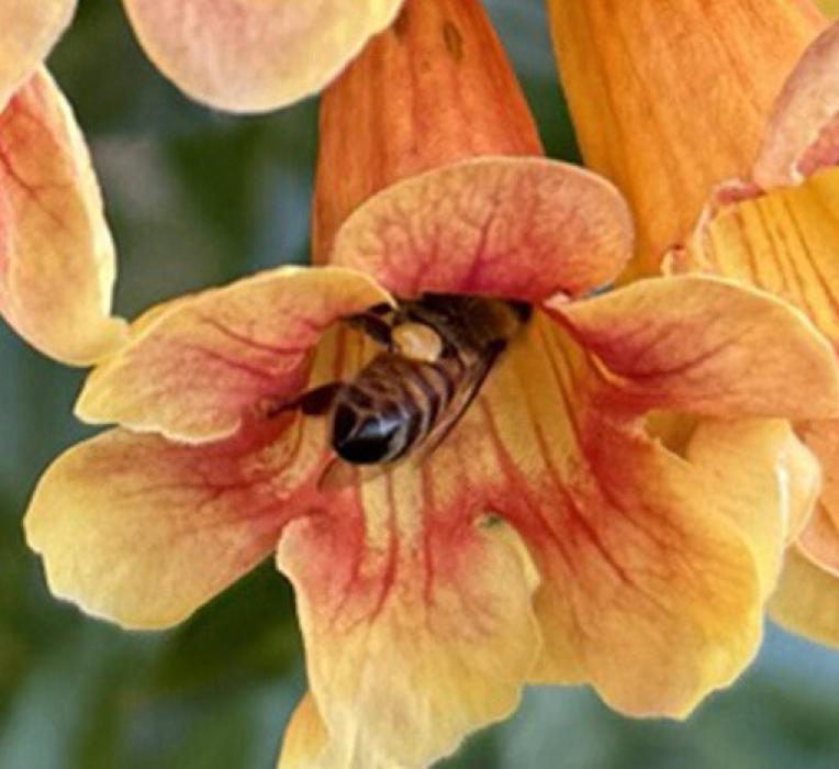 Honeybee forages on a flowering trumpet crossvine with pollen on her legs. Photo by Jae Horn/UNL