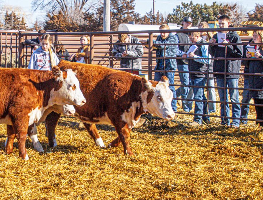 Kassie Hanson with Hereford heifers from Hoffman Ranch.