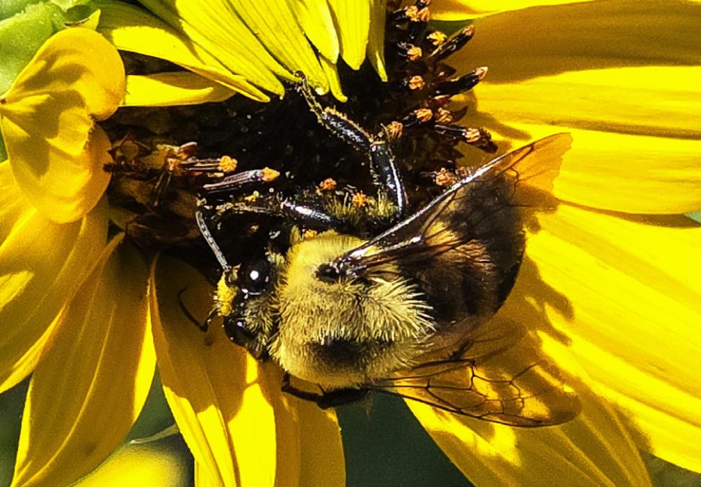 Pollinators, buzzing and beauty