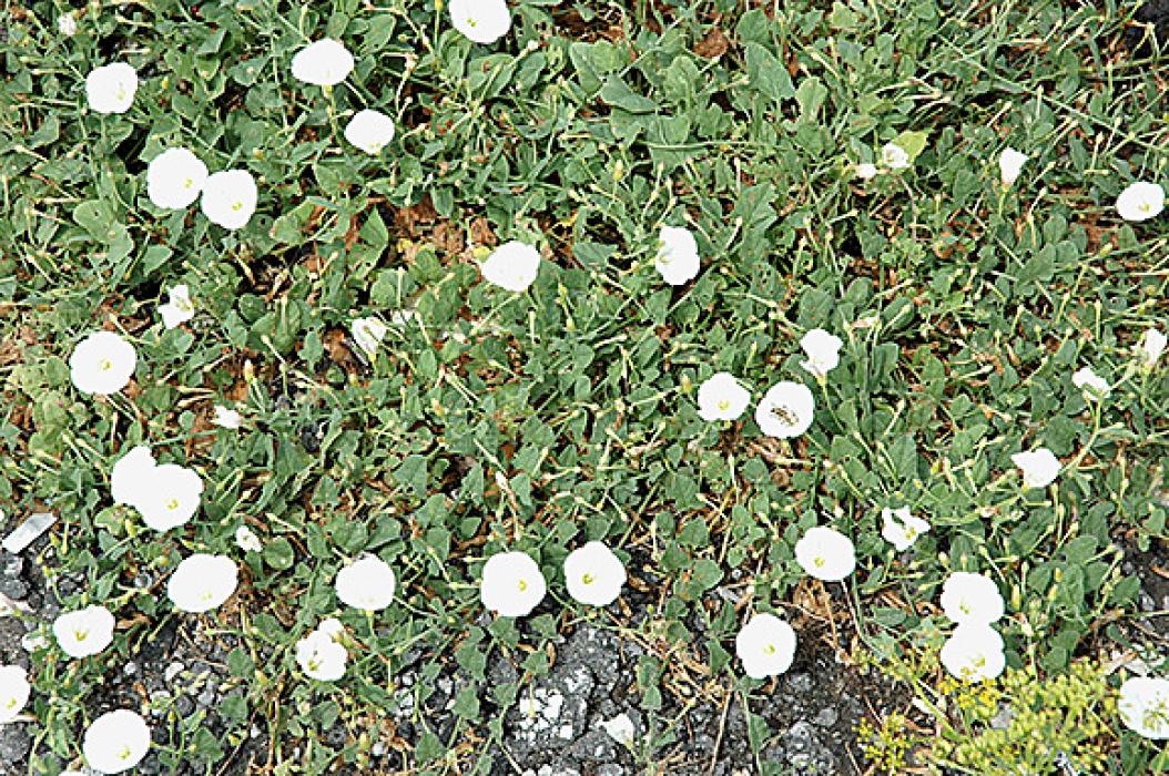 Persistence is the key to success when battling bindweed.