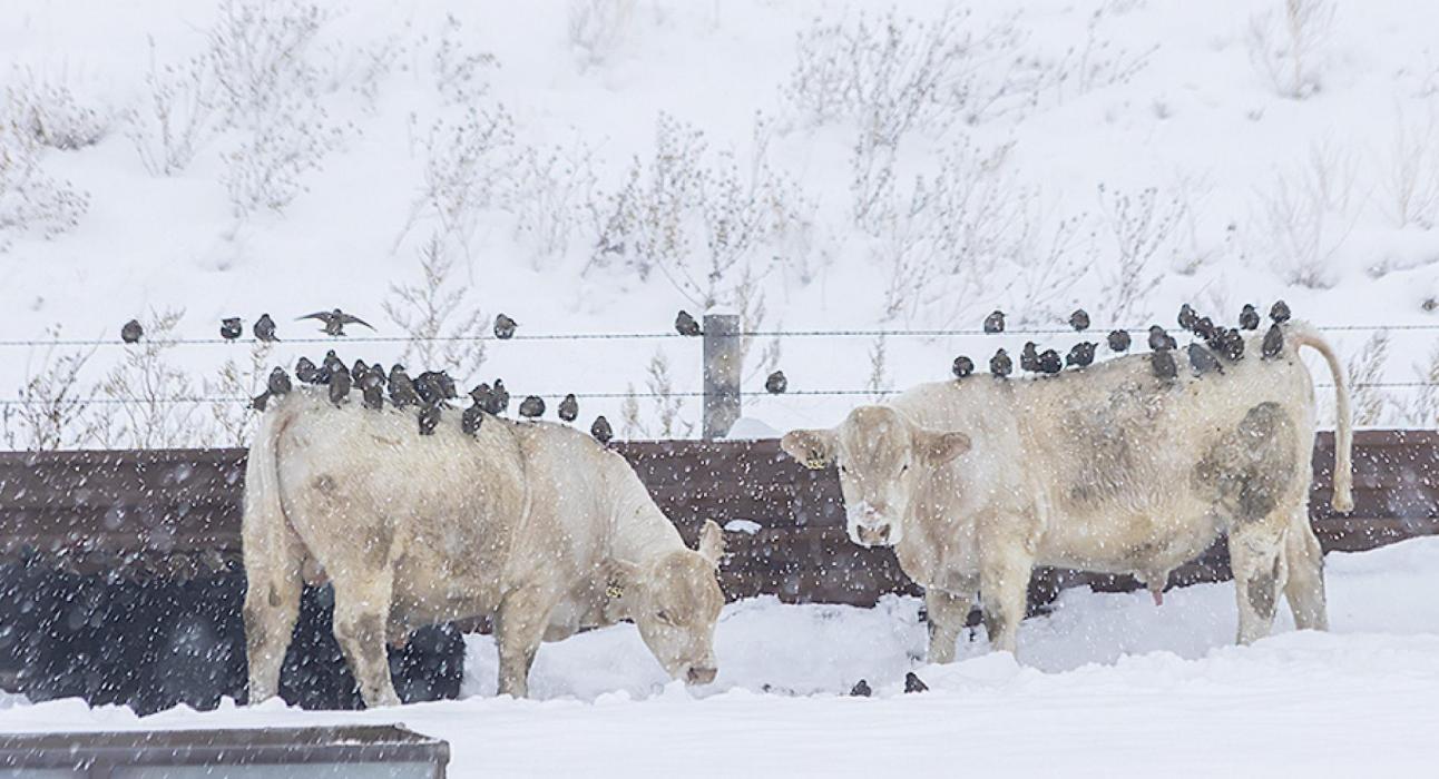 Photo by Laura Vroman These bulls are dressed in their best avian overcoats to help keep them warm in the inclement weather. Or are the birds keeping warm from the heat of the bovines?