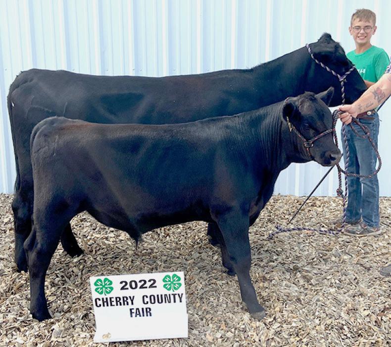 Champion Breeding Beef Cow/Calf Pair, Greyson Hollopeter Swan.