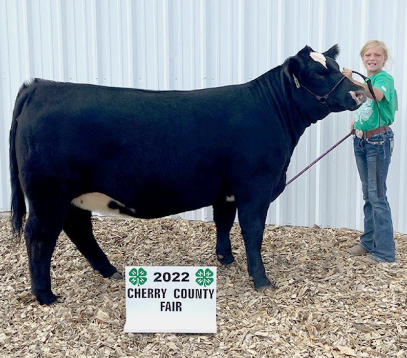 Champion Breeding Heifer, Sadie Bachelor.
