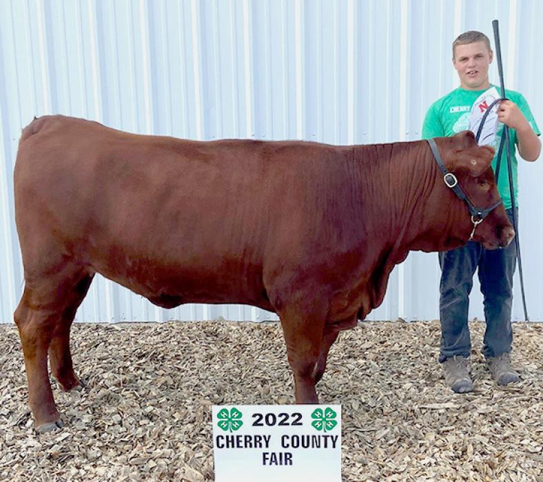 Champion Sandhills Production Heifer, Wesley Willert.