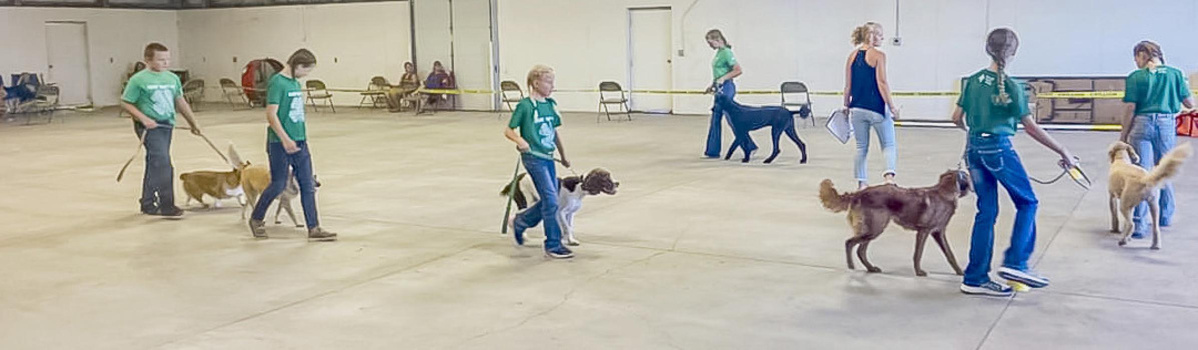 Contestants competing in obedience.