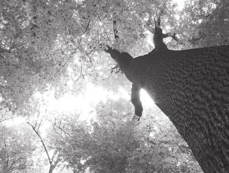 Many of the benefits trees provide go unnoticed and underappreciated. That is a big part of the reason our community forests have been in decline for decades.