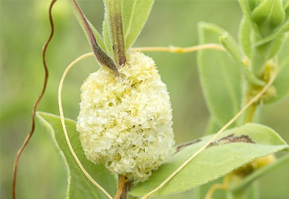 The flowers of dodder look like tiny garlands wrapped around the stems of their victims.