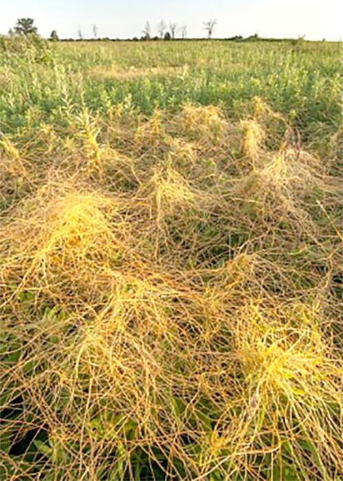 A mass of dodder envelopes a small patch of prairie. Typically, an attack like this doesn’t cause permanent damage to the perennial plants it covers.