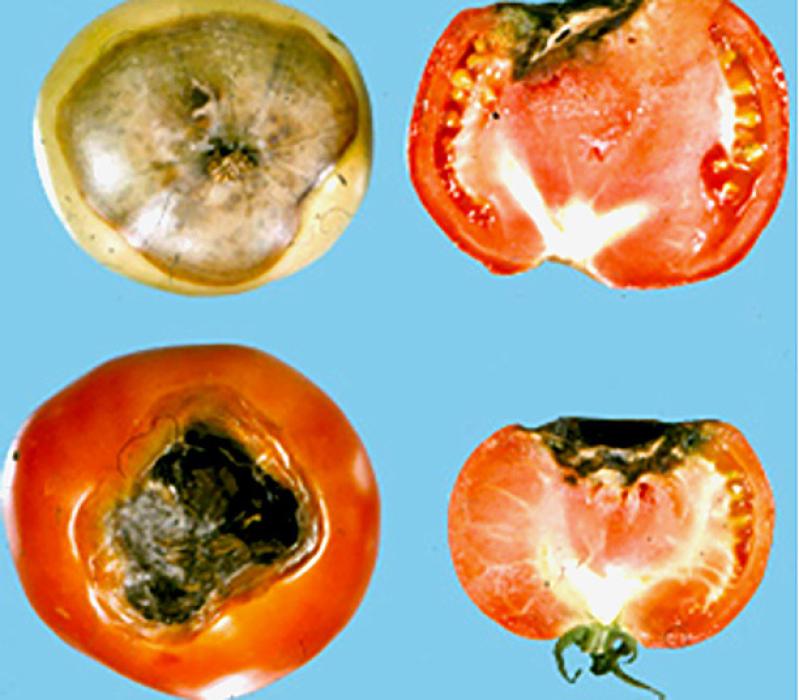 Steps to avoid tomato blossom end rot!