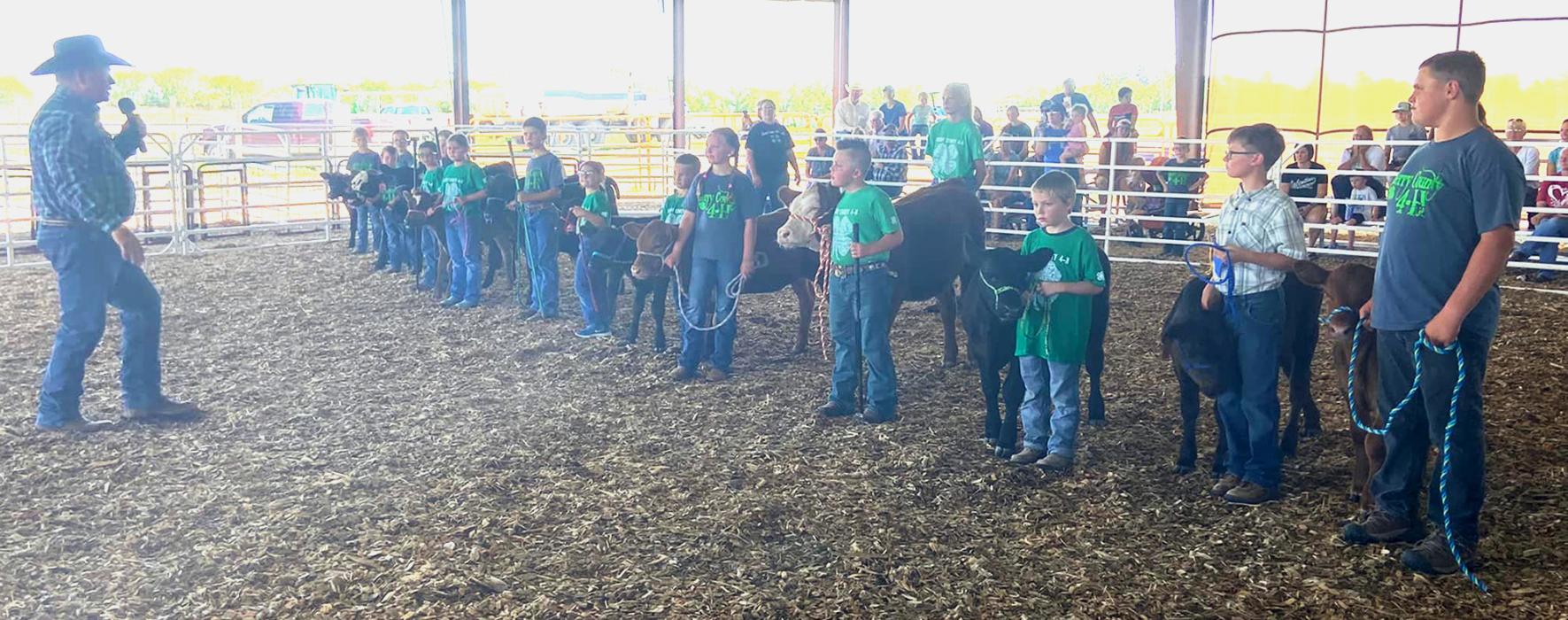 A record number of bucket calves were in the ring for Danny O’Kief to judge. Pictured are the 4-H Clover Kids and Open Class.