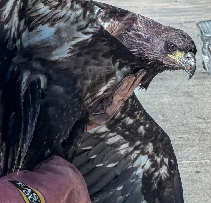 A meeting in Thedford resulted in the Eagle being transported to Raptor Conservation Alliance who are currently rehabilitating her. Photo by Tina Boone