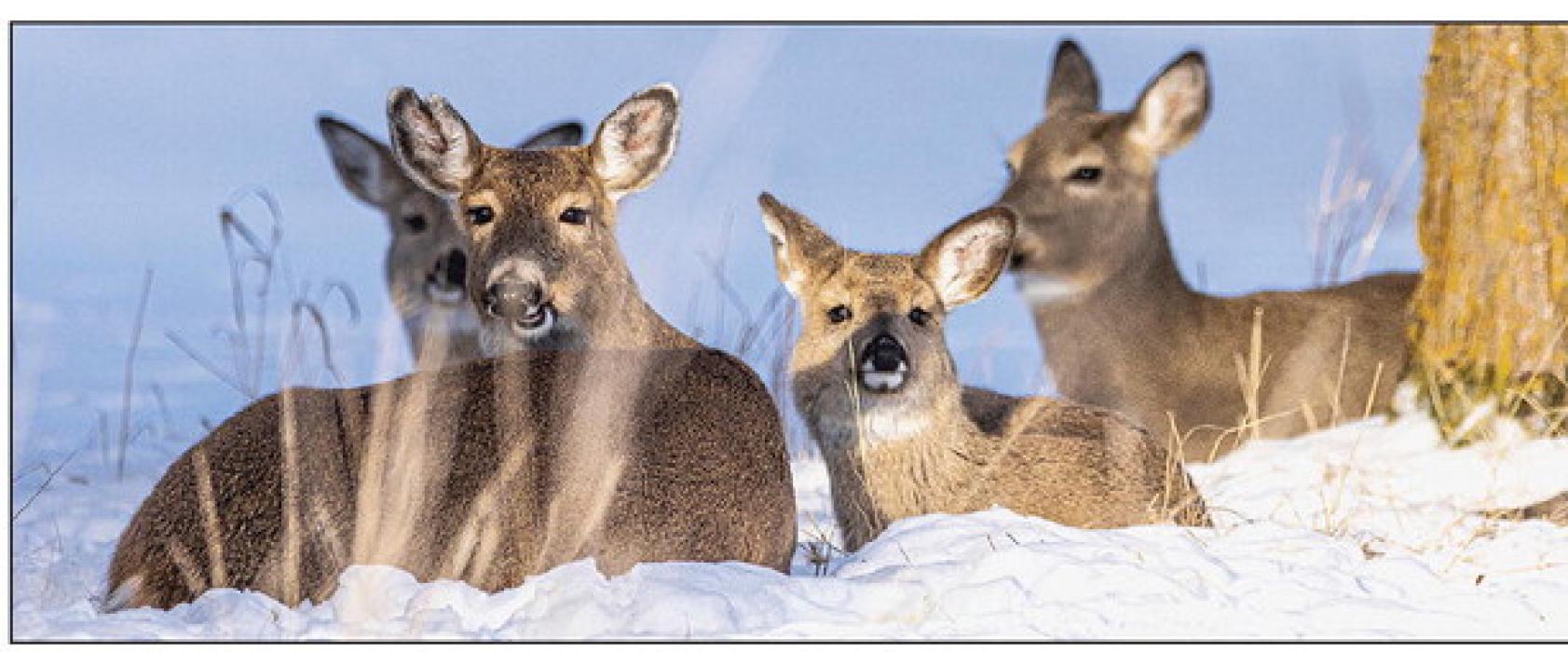 On December 25, 2022, these deer were resting under a protective tree, perhaps after making their trip around the world with Santa? Or maybe they’re keenly aware of not traveling during inclement weather? Without a doubt, Winter Storm Elliott was gusty and frigid to say the least! Photo by Laura Vroman