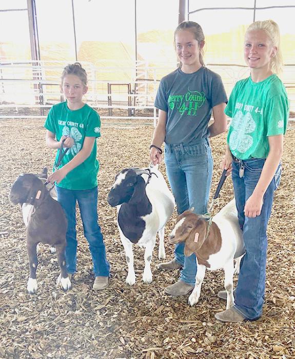 Christen Larson-Malard (right) had the Champion Breeding Meat Goat and the Champion Breeding Meat Goat Herd.