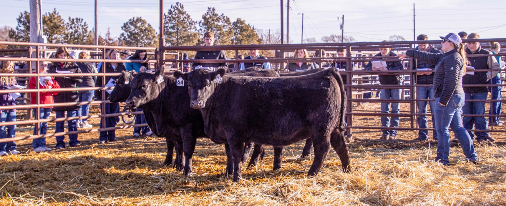Valentine FFA student Shyanne Dawson helping stir up a pen of 2 yr old Angus bulls, provided by Miller Angus - while the judgers reviewed for placement.