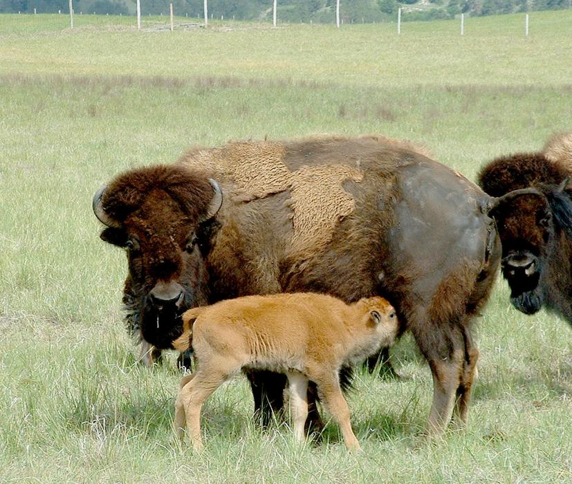 A baby bison gets a bit of dinner, while the fencing project is shown in the background.