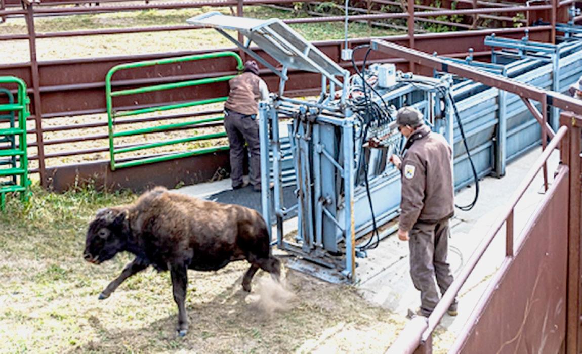 Bison leaving the chute after blood and nasal samples were collected.