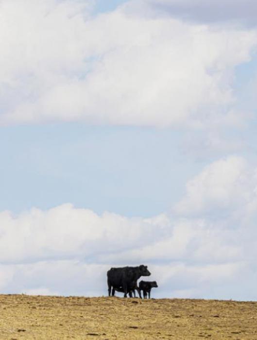 Governor proclaims May is Beef Month!