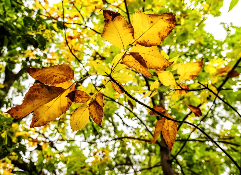 Look up!! It’s autumn!