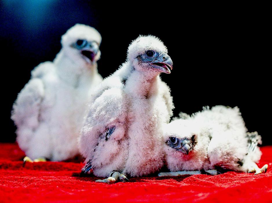These peregrine falcon chicks from a nest box near the top of the Nebraska Capitol building were given identifying leg bands and a checkup June 12 in Lincoln. Photo by Nebraskaland Magazine/Nebraska Game and Parks Commission