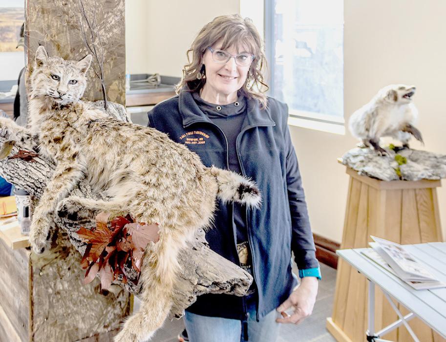 A feather hangs off this bobcat’s mouth - a project completed by Ann Neiffer of Tall Tails Taxidermy. You can see the badger in motion to the right.