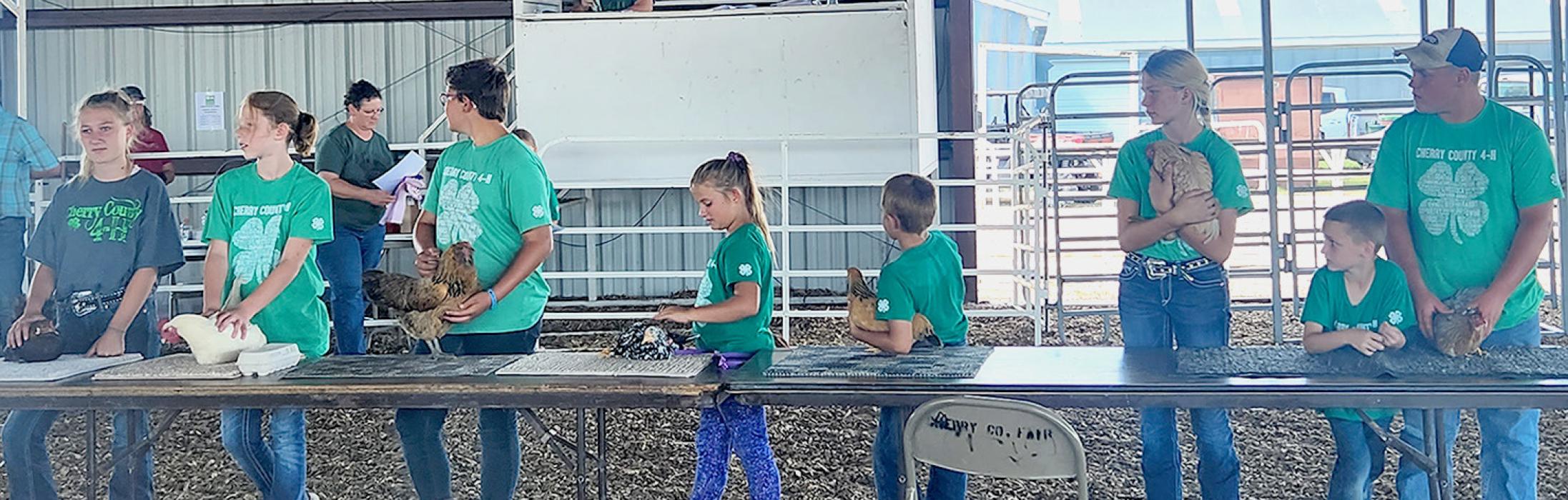 Showing in the chicken class were: Elyse Cochran, Addie Sexson, Leadie Robinson, Steklin Robinson, Christen Larson-Malard, and Case Larson-Talich, along with their helpers.