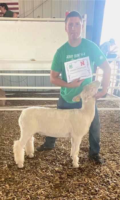 Matthew Prewitt Champion Breeding Meat Lamb. Matthew Prewitt Champion Breeding Wool Lamb.