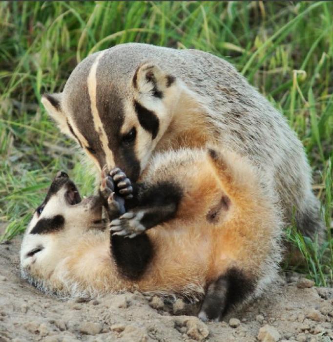 Gordon Warrick captured badgers at play. His photography is on display at the Valentine Public Library.