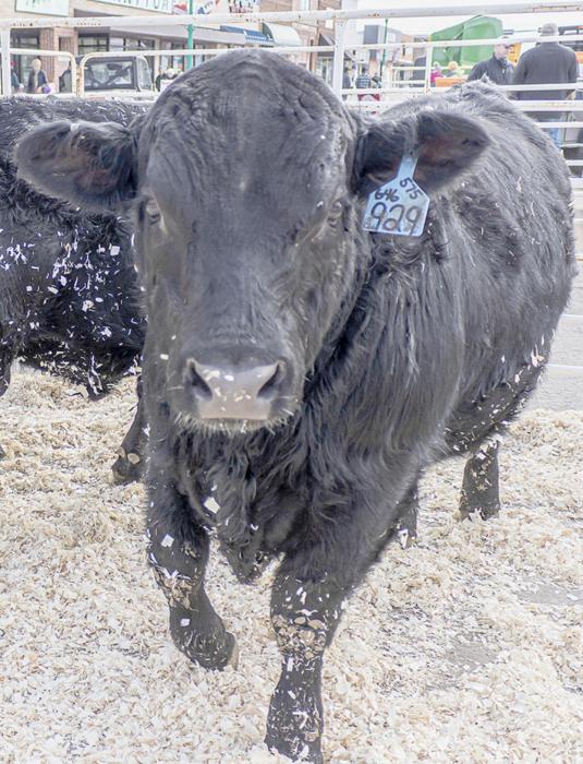 There is literally something for everyone at the annual Bull Bash. From finding the perfect bulls to make your heifers happy, to cozy warm quilts, bargains to be found at stores, and warm, tasty food. Bring the family and make a day of it. Photo by Laura Vroman
