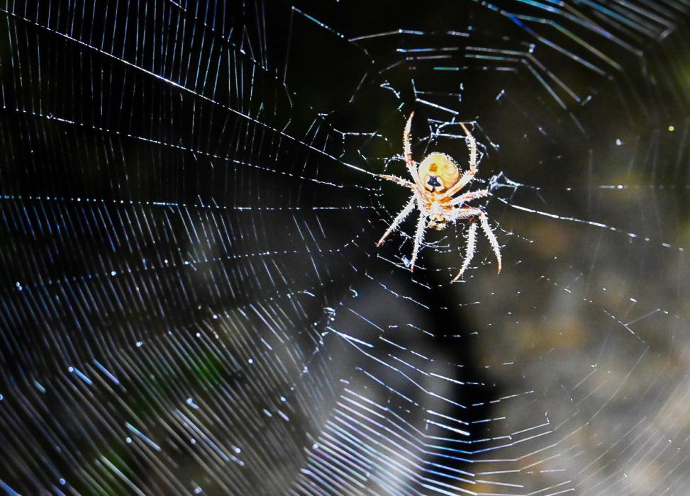 This orbed weaver created this intricate web in the autumn to catch some dinner in preparation of winter. Photo by Laura Vroman