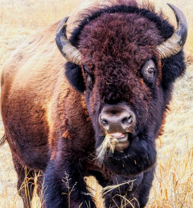 Bison are in the exhibition pasture near the visitors center at Fort Niobrara National Wildlife Refuge, and will remain there through May. Photo by Laura Vroman