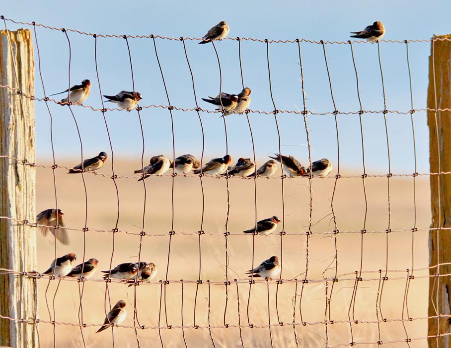 You are invited to help with the bird count for science that will be held December 19, 2023. Photo by Laura Vroman