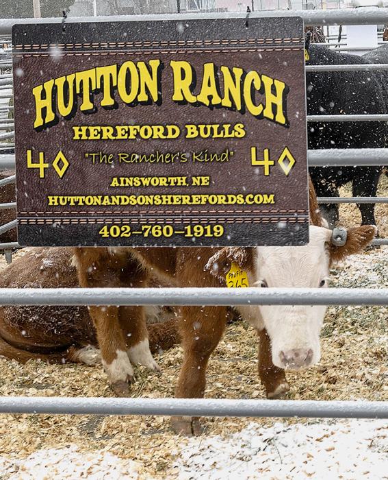 Look out ladies! This little Hereford is just a young one, but ohhh, so adorable! Photos by Laura Vroman