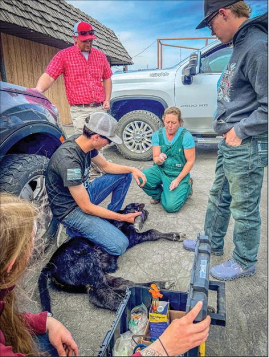 Valentine FFA students gather closely around Dr.Britt as she examines “Keith”, turning a moment of concern into a hands-on lesson. Step by step, she walks students through the process - answering questions and sharing real-world knowledge while they witness care in action. Photo by Tina Boone