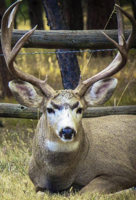Nestled against a fence, this buck believes he is perfectly camouflaged and is resting. Photo by Tina Boone
